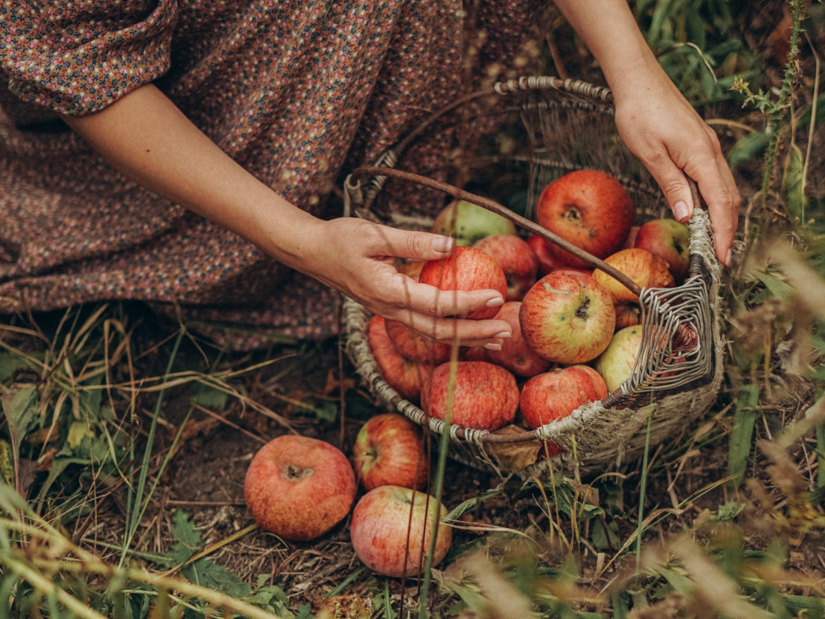 Harvesting apples