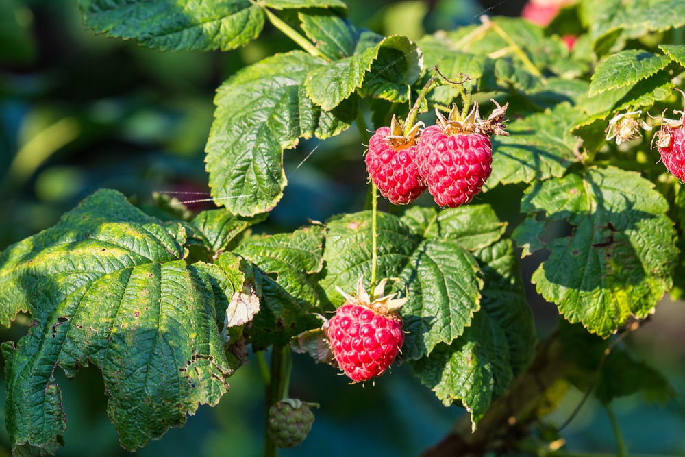 Start harvesting your summer-fruiting raspberries, before the birds tuck in!