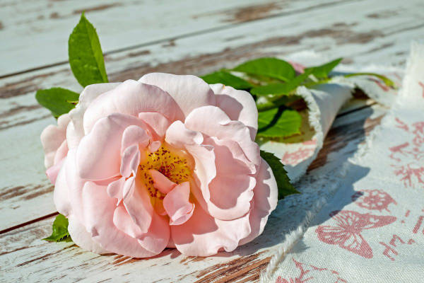 Gardening jobs for July